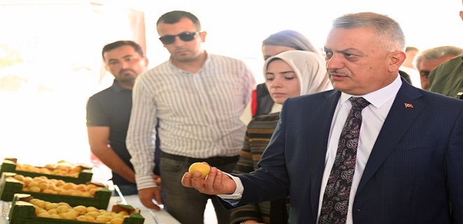 Malatya’da Kayısı Hasadı Başladı
