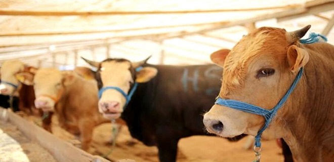 2025 Yılı Kurban Hizmetleri Tebliği Resmi Gazete'de yayımlandı