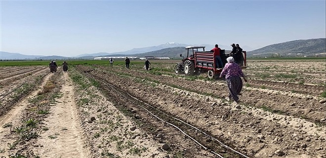 Sparga1 Tarım A.Ş. Türkiye’de kuşkonmaz üretiminde yeni bir dönem başlatıyor