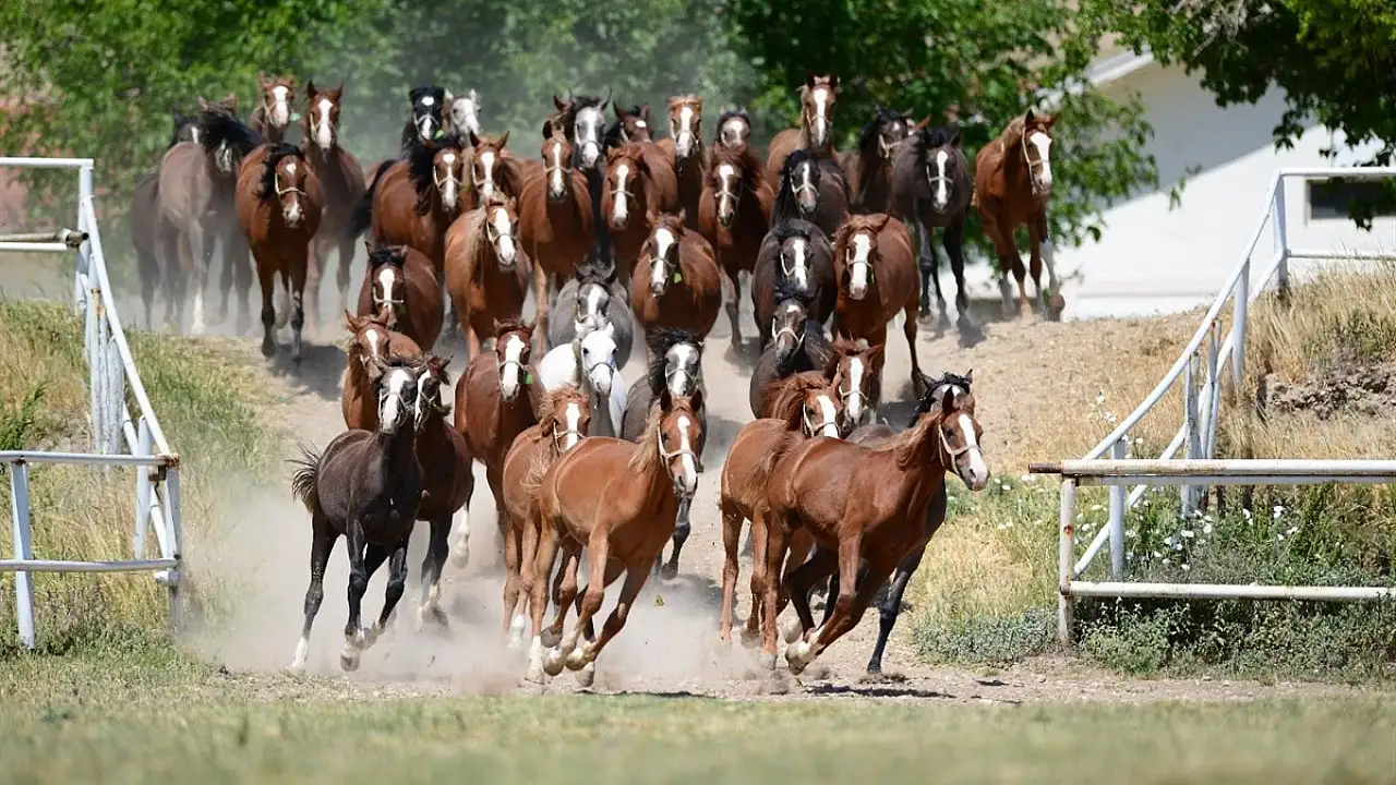 Sultansuyu Harası'ndan 70 Baş Safkan Arap Koşu Tayı Satışa Sunuluyor
