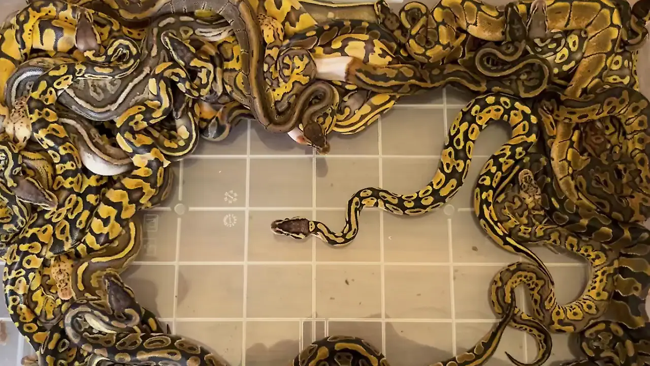 Kapıkule’de 67 Canlı Piton Ele Geçirildi: 948 Bin TL Ceza